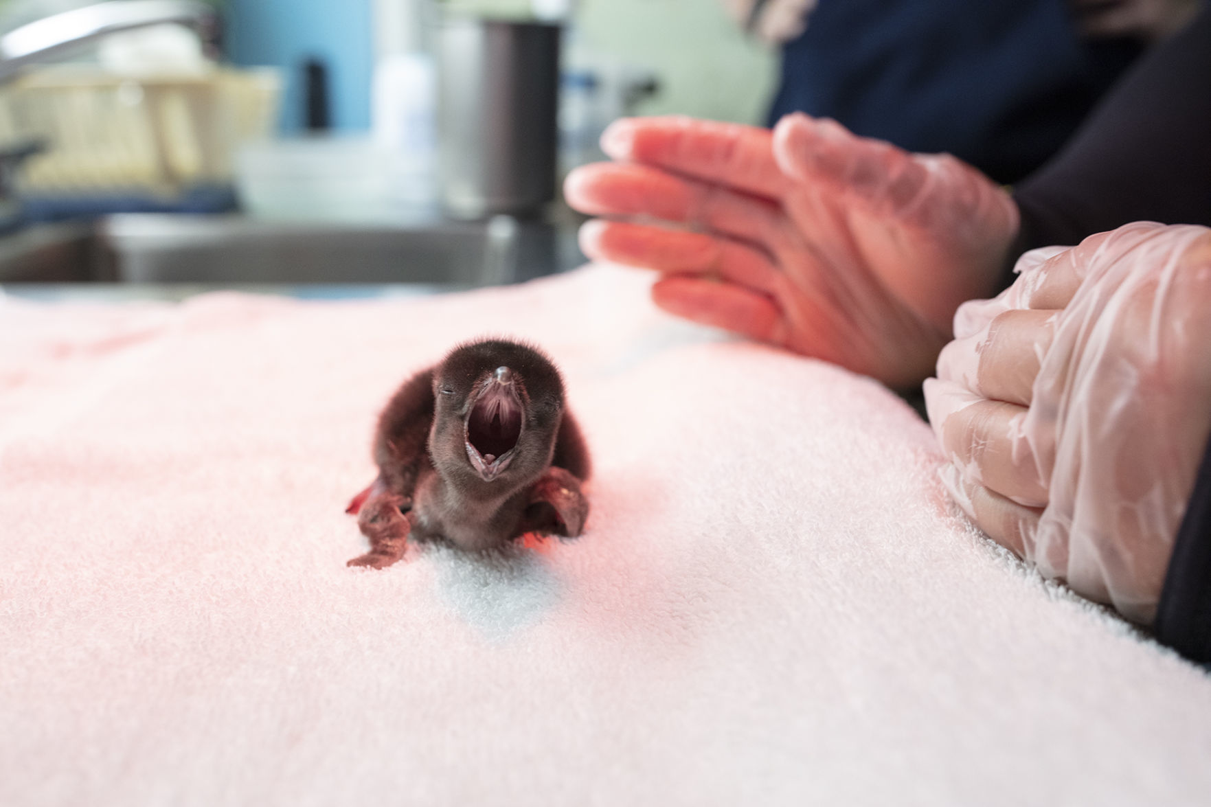 Magellanic Penguin Chick